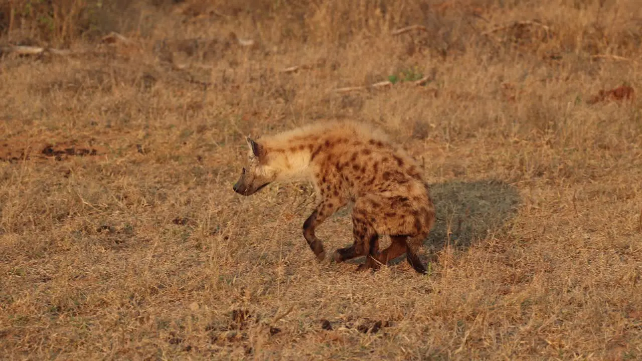 Remarkable recovery when paralysed spotted hyena starts walking normally again