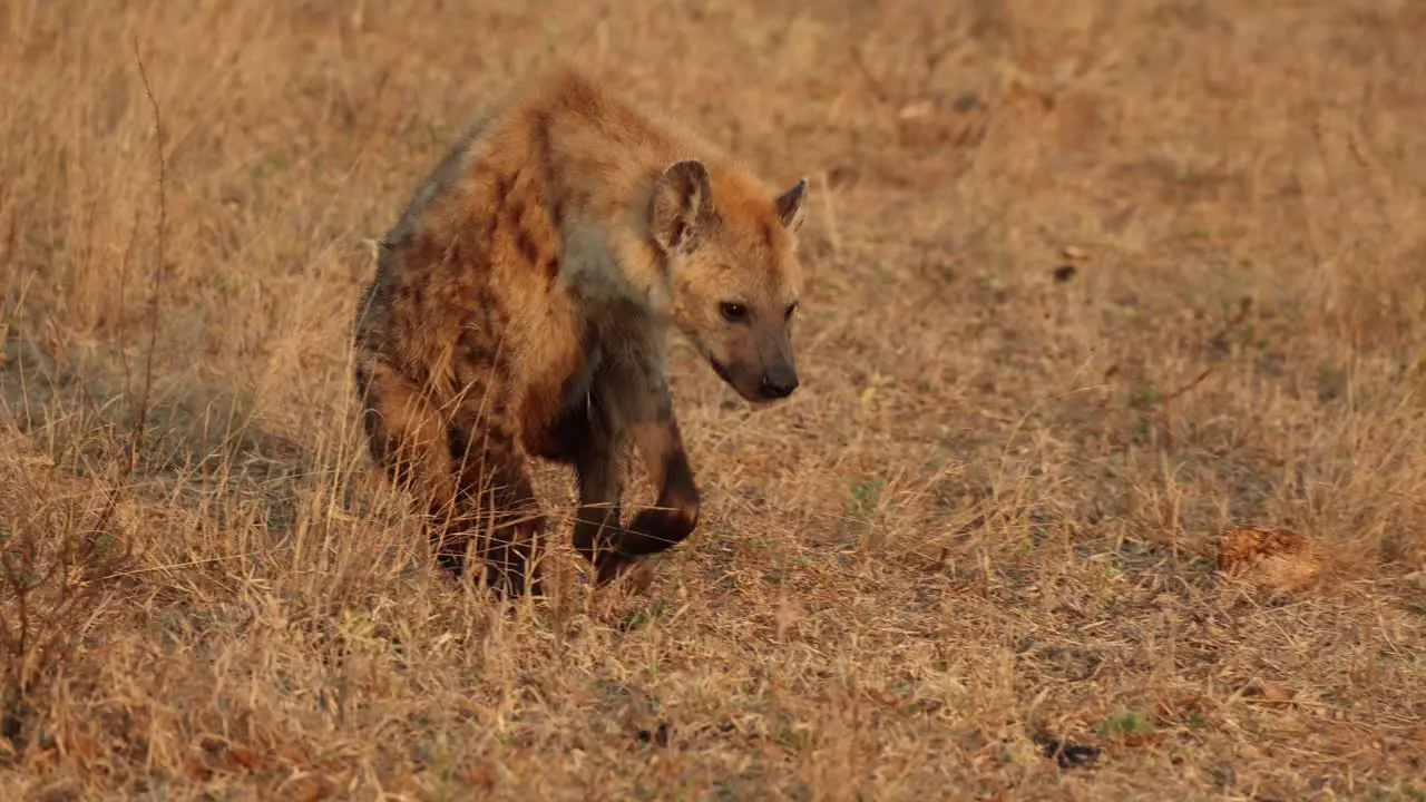 Injured spotted hyena walking on its front legs only South Africa