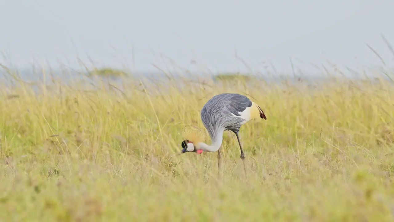 Slow Motion Shot of Grey Crowned Crane eating and grazing across the empty windy plains of the Maasai Mara National Reserve Kenya Africa Safari Birds in Masai Mara North Conservancy