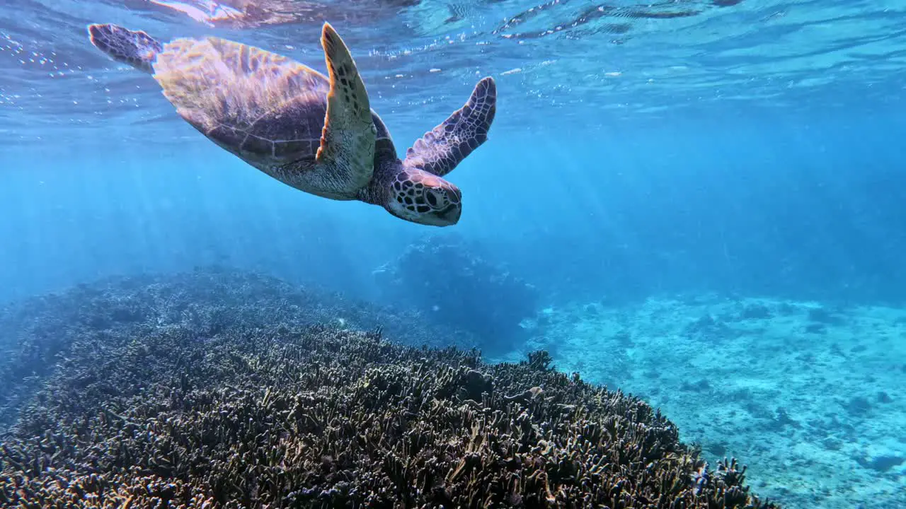 Closeup Of Green Sea Turtle Swimming Down After Taking A Breath