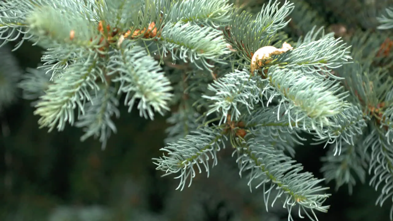 Close up of blue spruce tree branch on rainy day Idaho handheld