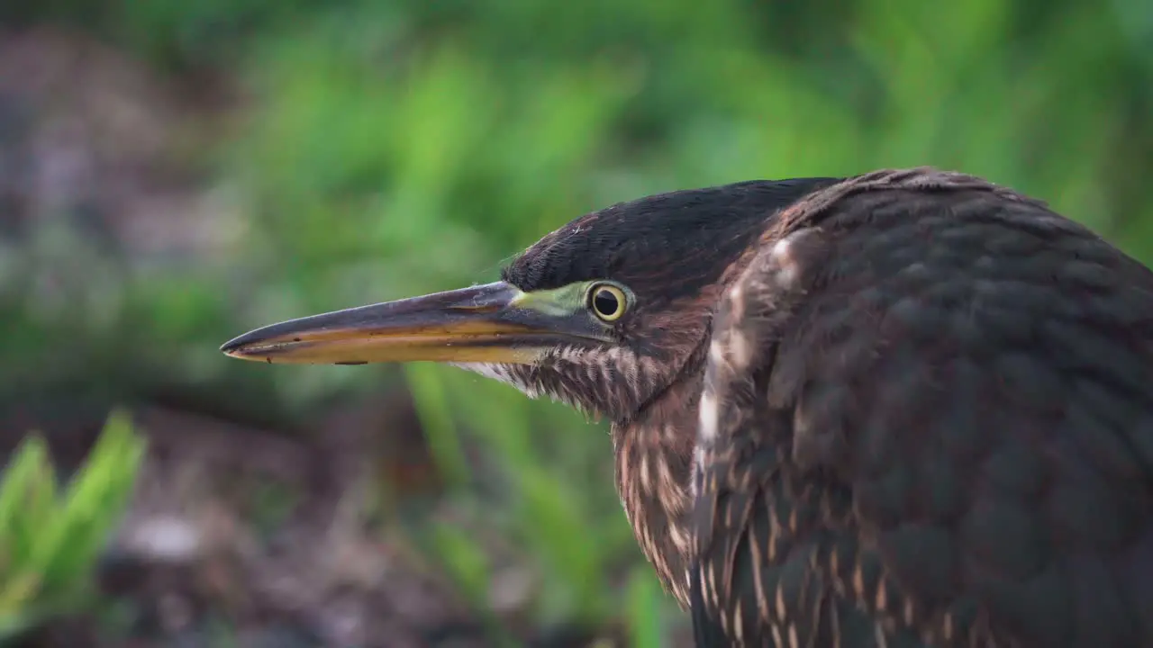 little green heron bird at dawn close up