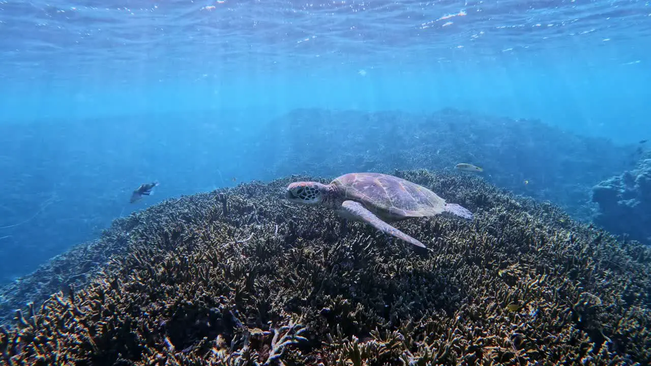 Green Sea Turtle Swimming In Shallow Ocean Over Coral Reef