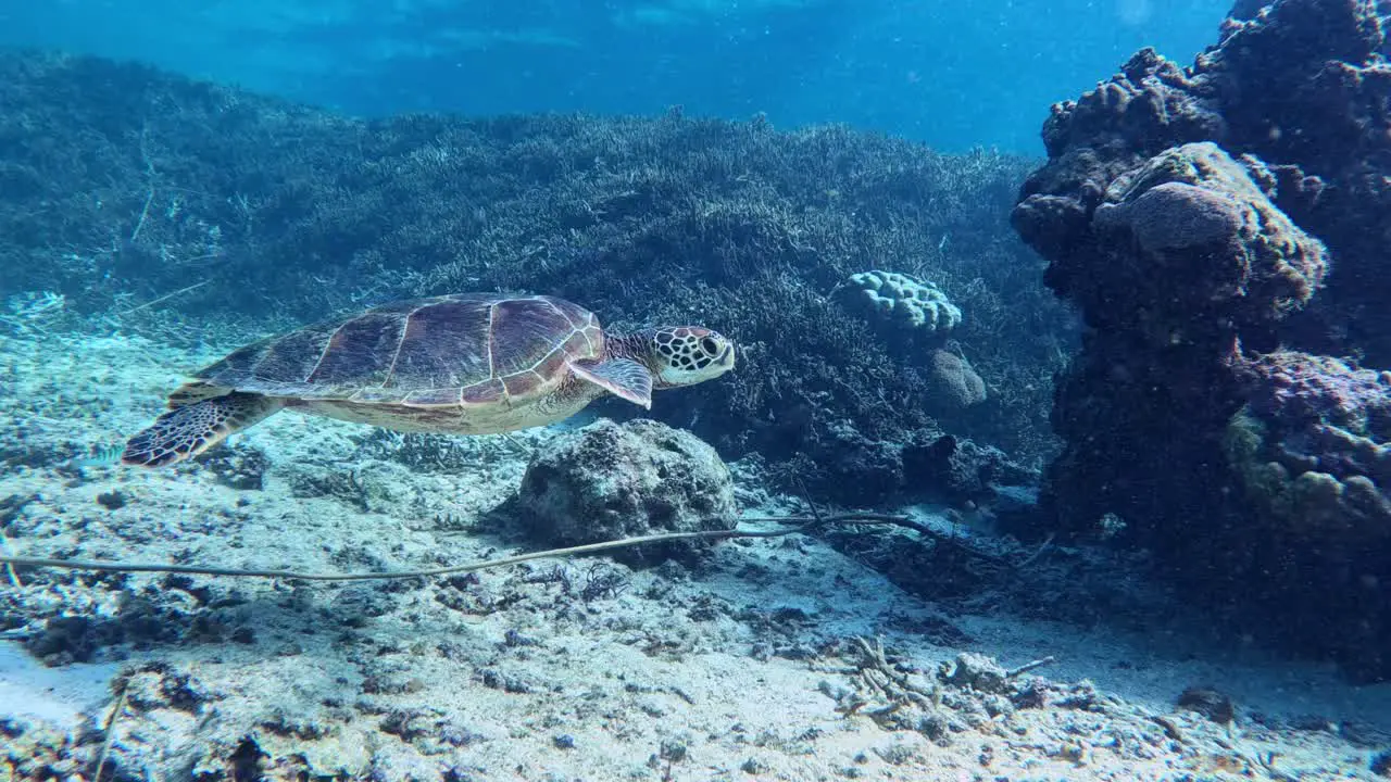 Closeup Of A Engandgered Sea Turtle Swimming In Crystal Blue Ocean underwater side view