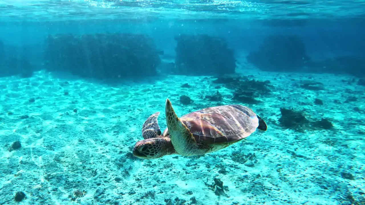 Closeup Of A Green Sea Turtle Swimming Slowly Under The Tropical Blue Sea underwater front view