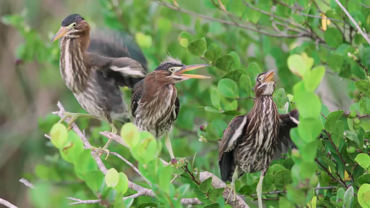 aggressive little green heron bird trio fightning on branch