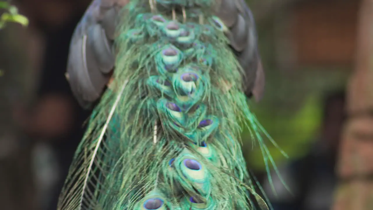 Closeup view of Green peafowl tail feathers