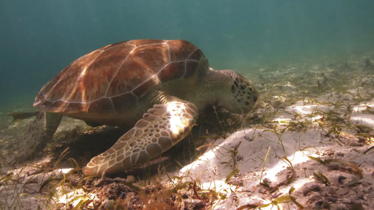 Sea Turtle Feasting on Seaweed Grass and Algae on Caribbean Ocean Floor