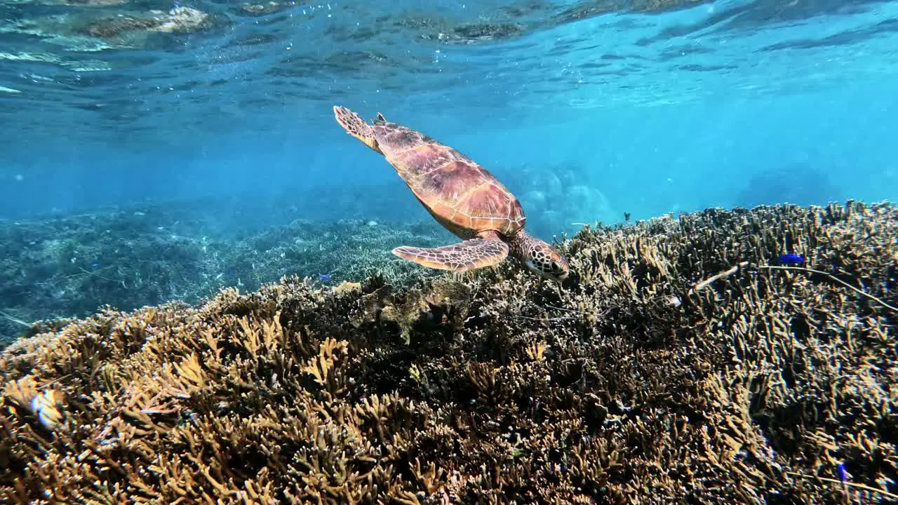 Closeup Of Green Sea Turtle And Colourful Coral Reef At Tropical Island