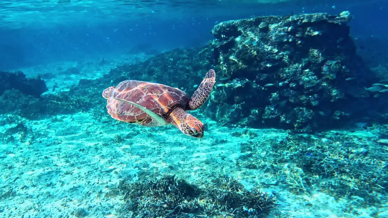 Closeup Of Green Sea Turtle Swimming In Crystal Clear Ocean And School Of Tropical Reef Fish