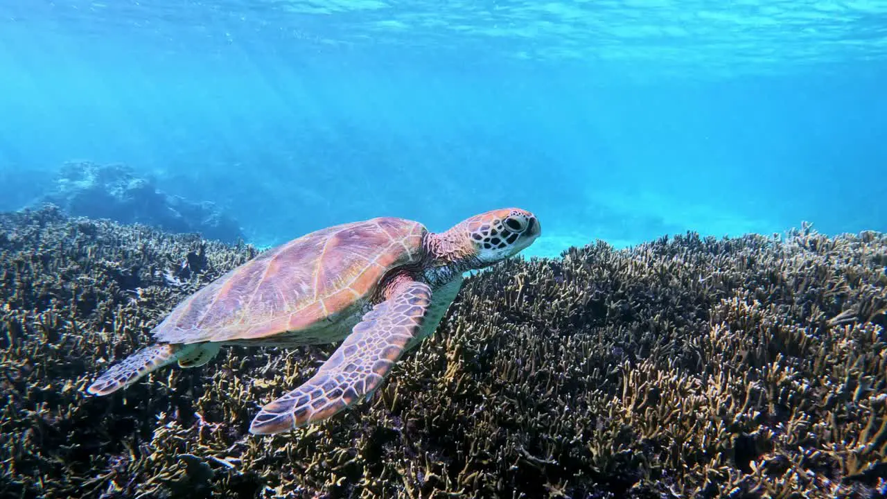 Closeup Of A Sea Turtle Swimming Under The Tropical Blue Sea underwater side view