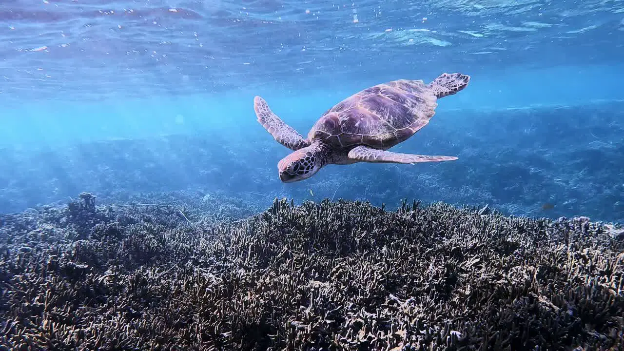 Endangered Green Sea Turtle Swimming Beneath The Blue Sea To Forage In Summer