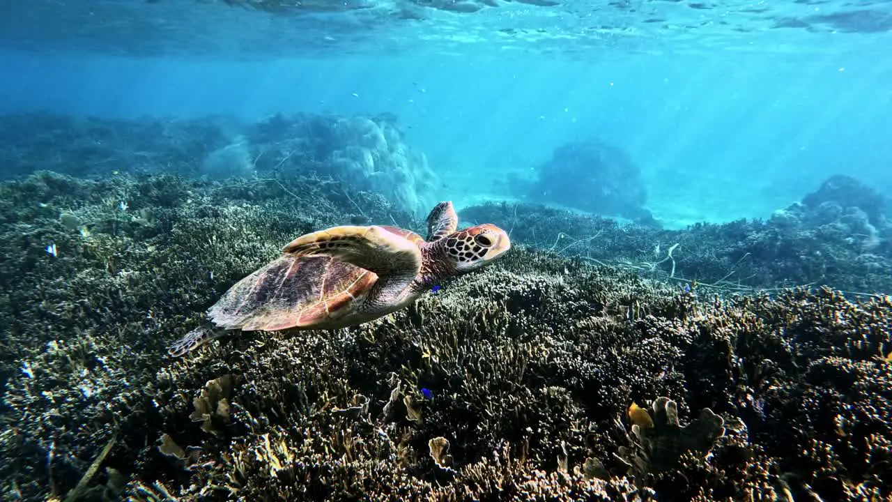 Closeup Of Green Sea Turtle Surfacing Swimming Slowly Over Coral Reef