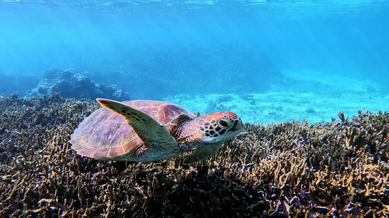 Slowmotion Shot Of Green Sea Turtle Surfacing Swimming Slowly Over Coral Reef