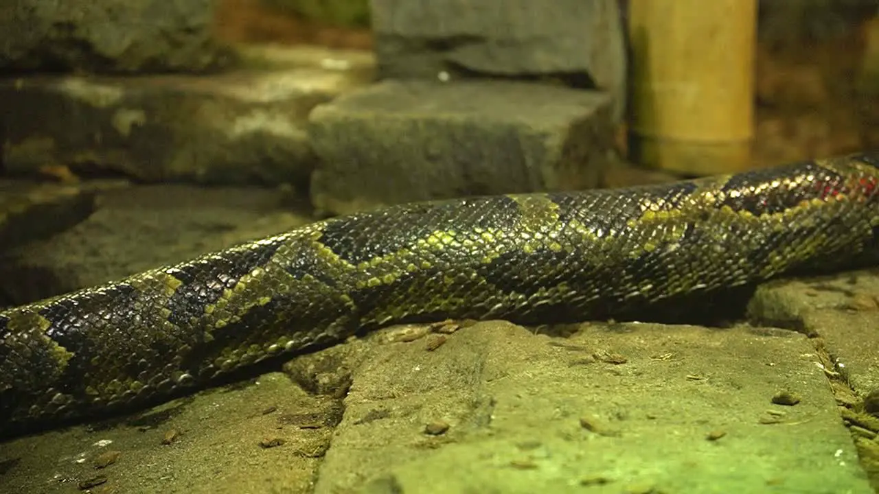 Big Python body slowly crawling over stone pathway