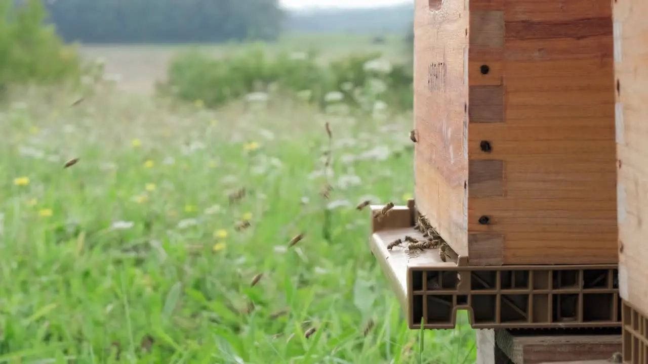 View of bees flying to land on the boards of wooden bee hive box placed in a field