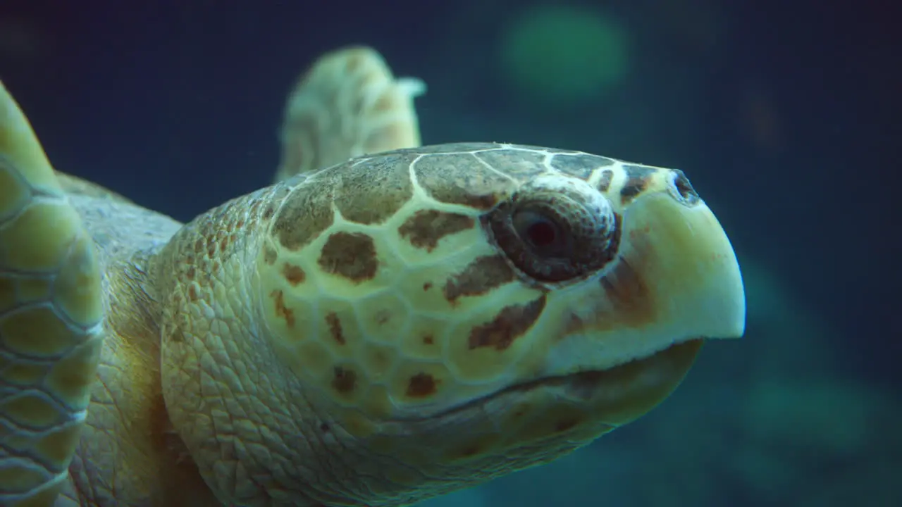 Close Up Of Green Sea Turtle Swimming Underwater At Tampa Aquarium In Florida