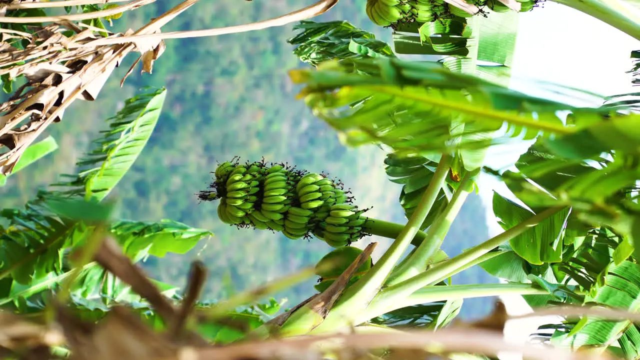 Vertical Shallow Focus Of Green Unripe Bananas Growing By The Roadside