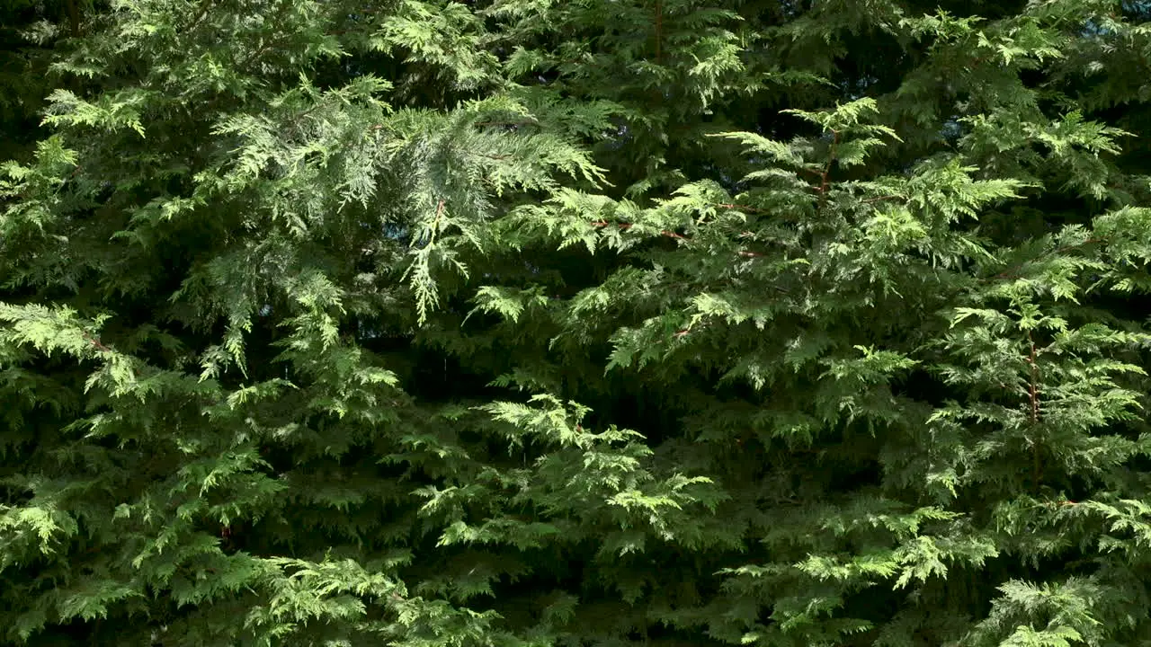 Evergreen Arborvitae tree branches 20 sec-24fps Slow motion