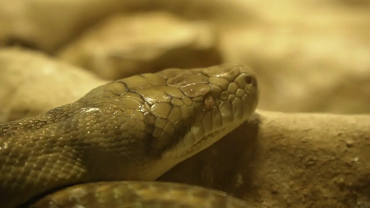 Big green python head resting on rocks close up shot