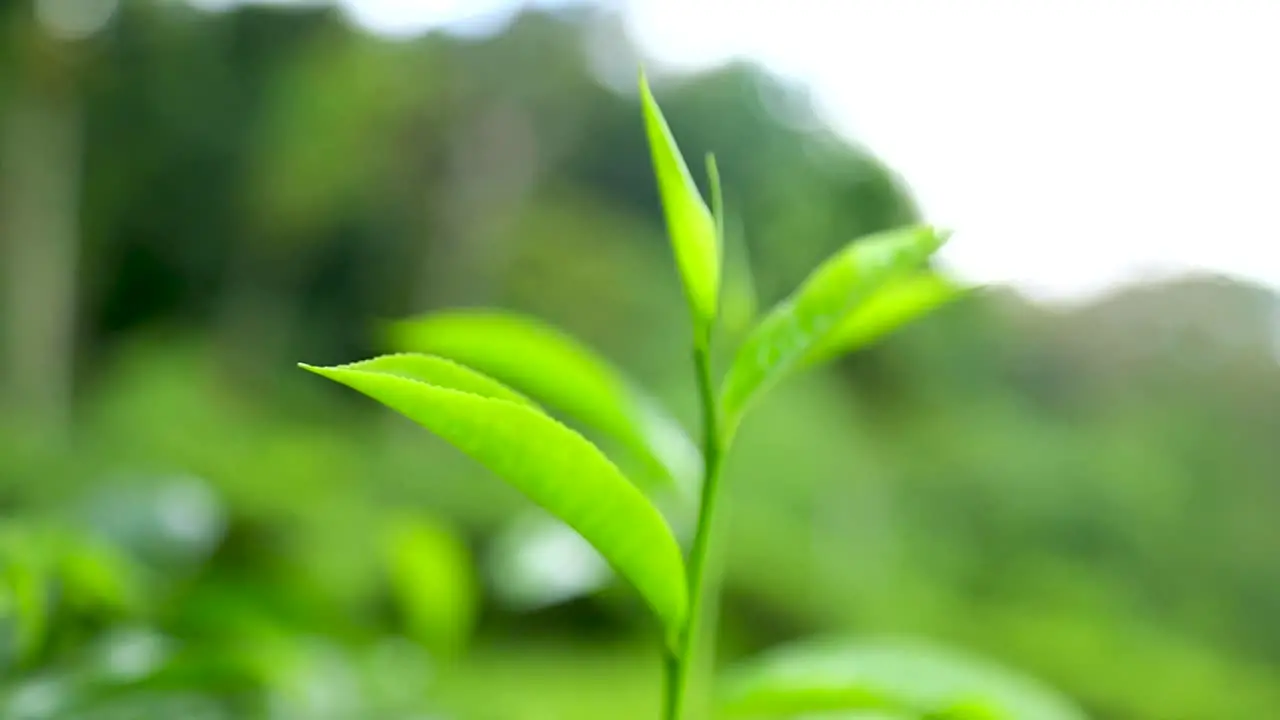 Tea plantation industry export agriculture Sri Lanka green tea leaves tea bush close up landscape hand picking tea plucking