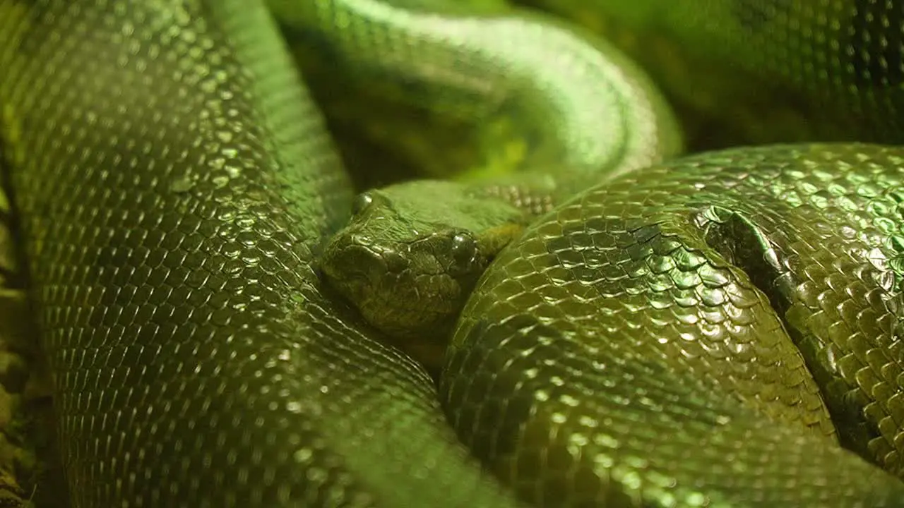 Beautiful green Python curled up resting close up detailed shot