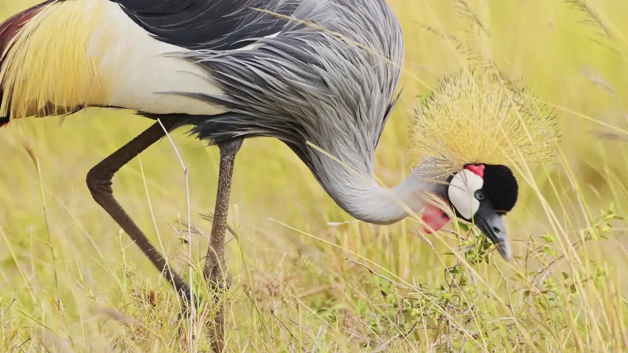 Slow Motion Shot of Africa Safari bird in Masai Mara North Conservancy Grey Crowned Cranes grazing in the tall grass grasslands African Wildlife in Maasai Mara National Reserve Kenya