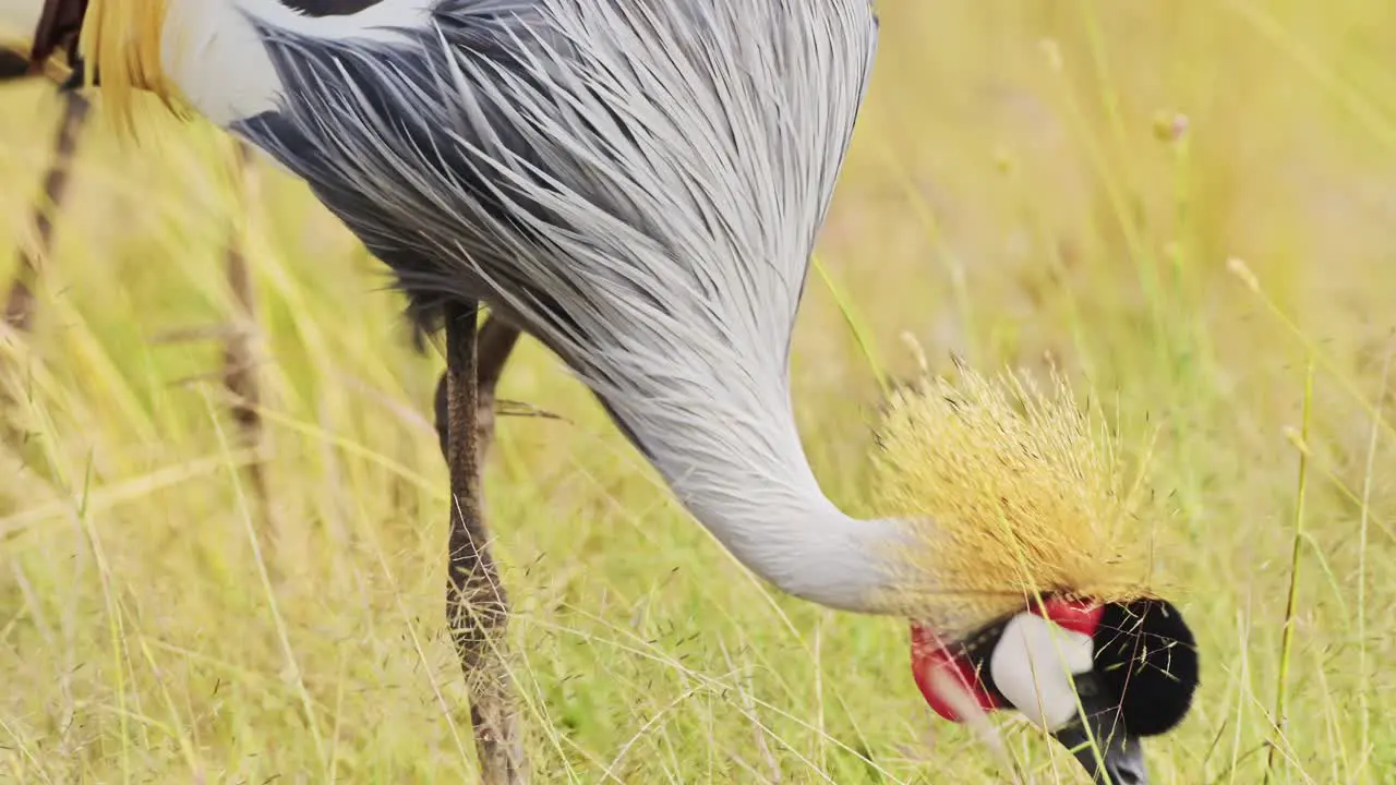 Slow Motion Shot of Close up detail shot of a Grey Crowned Crane feeding and grazing in the tall grass of the Maasai Mara National Reserve Kenya Africa Safari Animals in Masai Mara