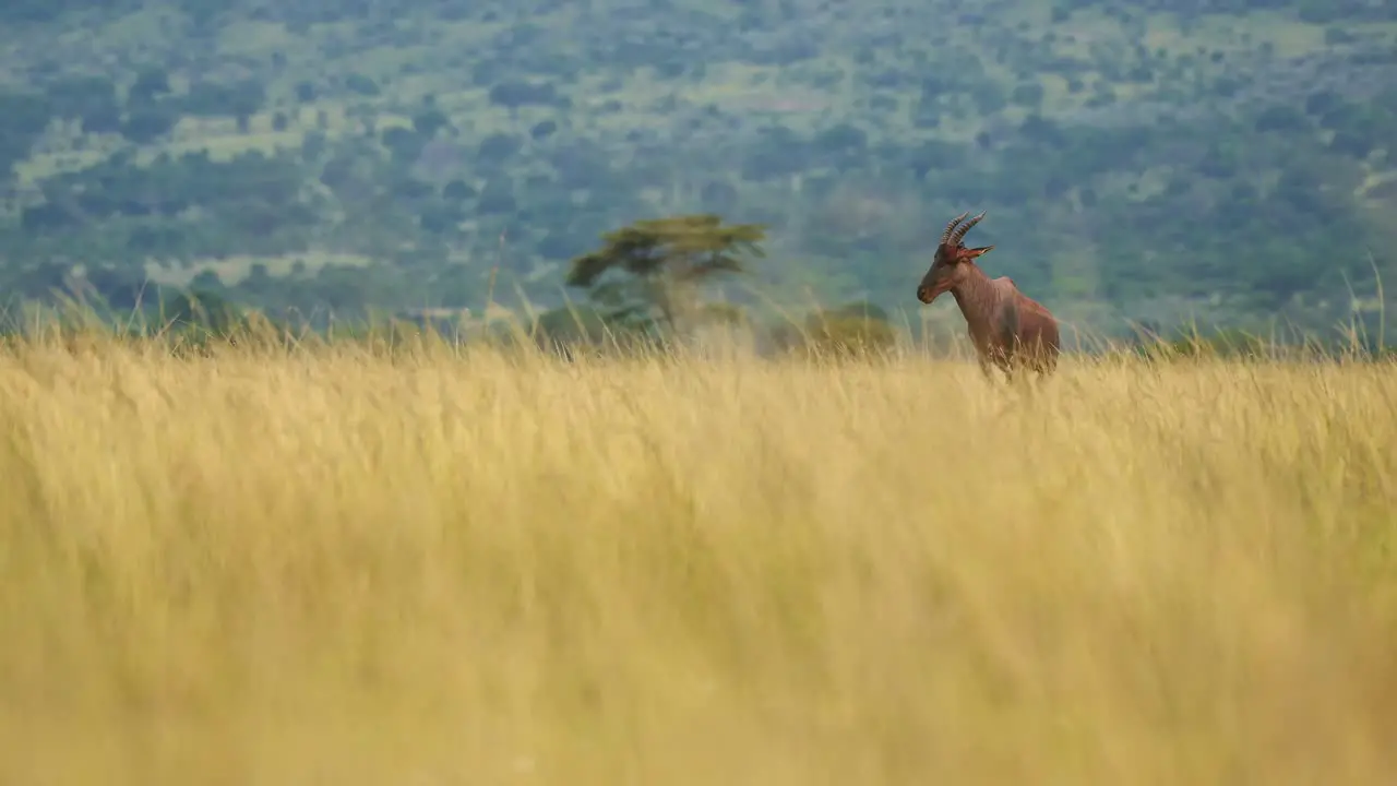 Topi standing alone in wide open plains of africa nature wilderness African Wildlife in Maasai Mara National Reserve Kenya Africa Safari Animals in Masai Mara North Conservancy