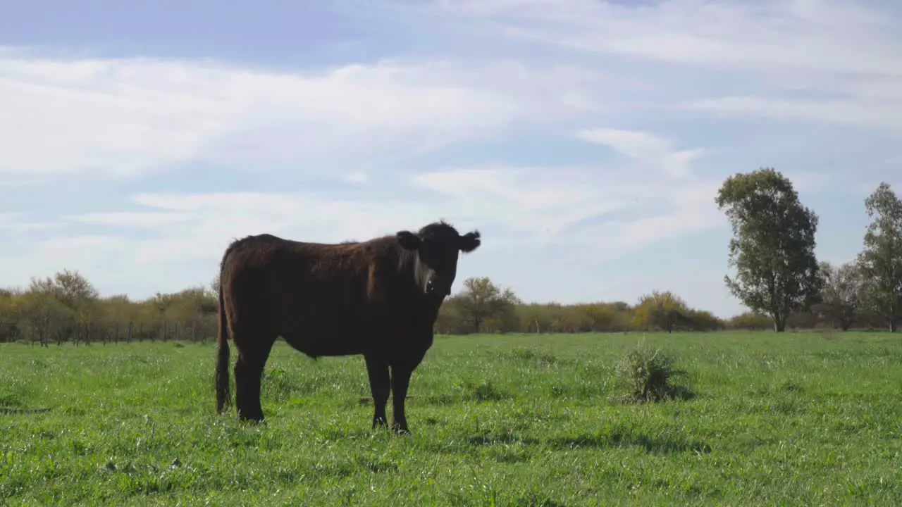 Single cow standing in a green field on a clear sunny day trees in the background