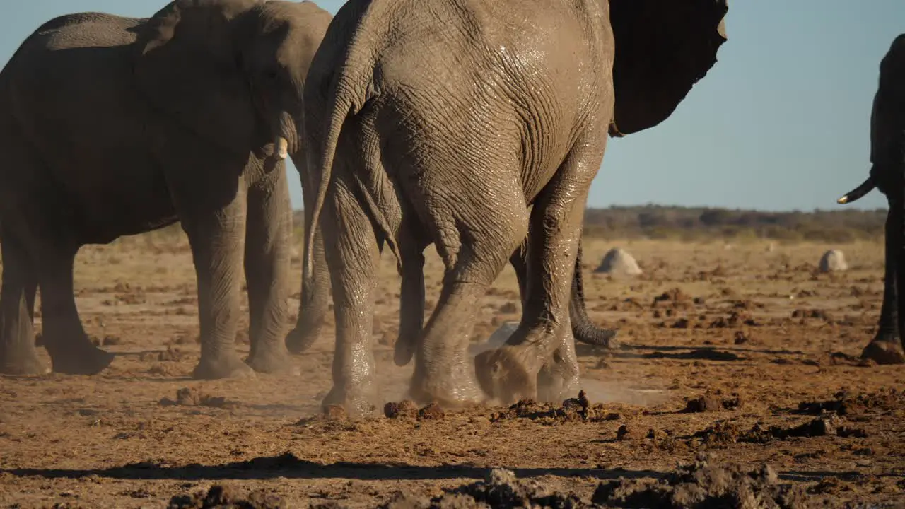 Male African elephant covered in wet mud looking for a mate