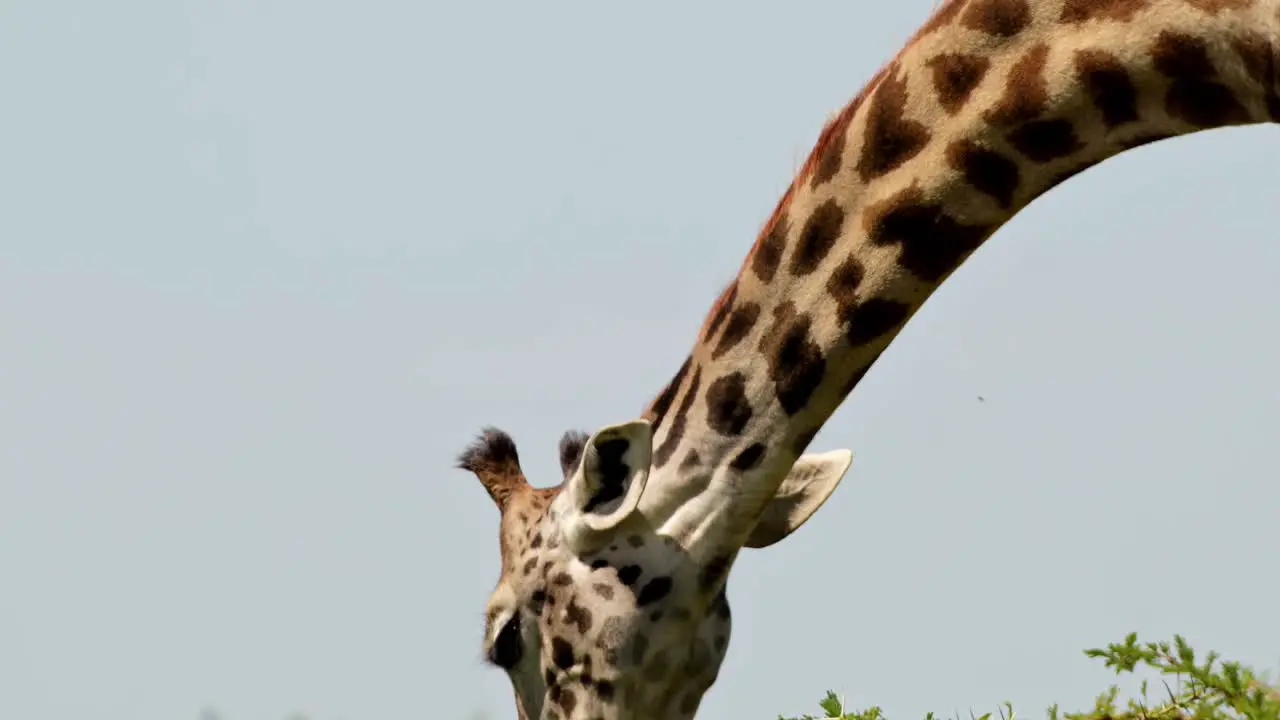 Close up of Giraffe eating and feeding from acacia tree in Massai Mara Kenya African Wildlife in Maasai Mara National Reserve Kenya Africa Safari Animals in Masai Mara North Conservancy