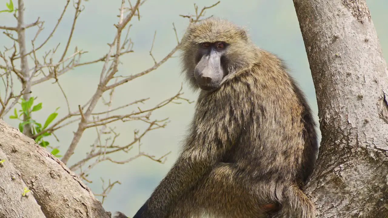 Slow Motion Shot of Close up shot of Baboon sitting in a tree turning head around towards the camera African Wildlife in Maasai Mara National Reserve Kenya Africa Safari Animals in Masai Mara