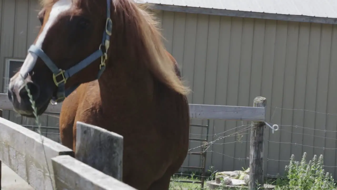 A large brown horse walks along the fence of its farm enclosure