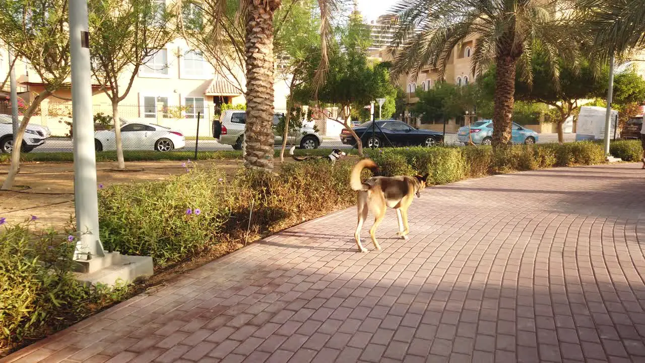 Tracking shot of two dogs playing aggressively in the park