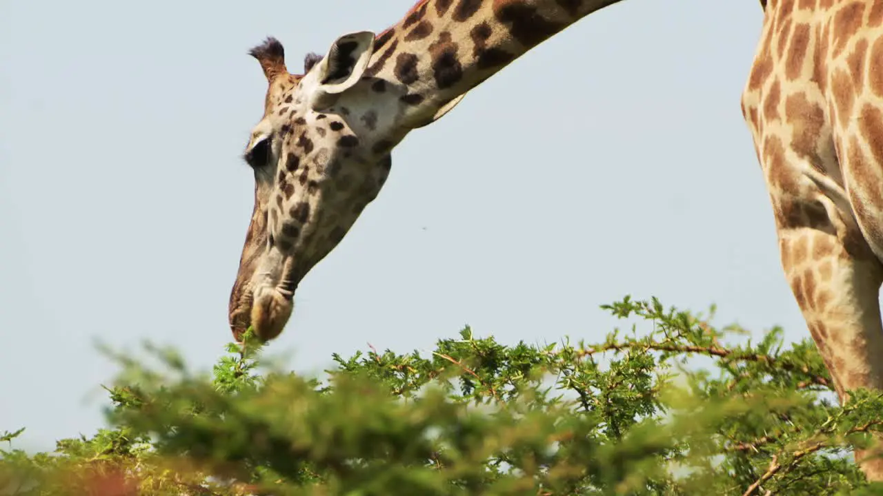 Slow Motion Shot of Close up of Giraffe eating and feeding from acacia tree in Massai Mara Kenya African Wildlife in Maasai Mara National Reserve Kenya Africa Safari Animals in Masai Mara