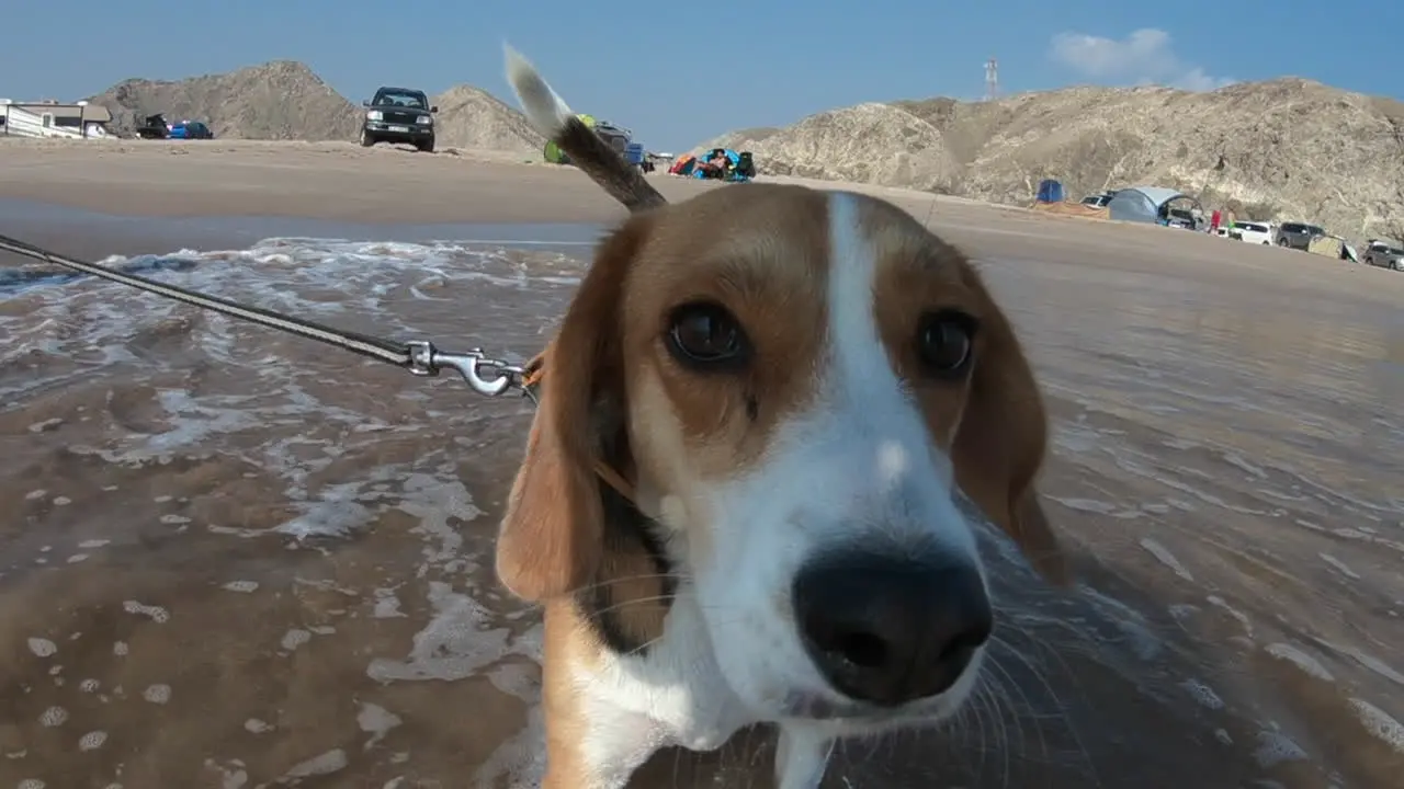 Slow motion close up of Beagle playing in the water on the beach with its owner