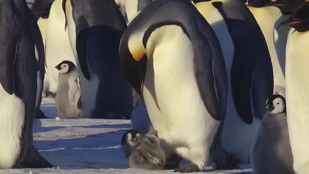 Penguin Chick Feeding Amidst Snowy Penguin Colony