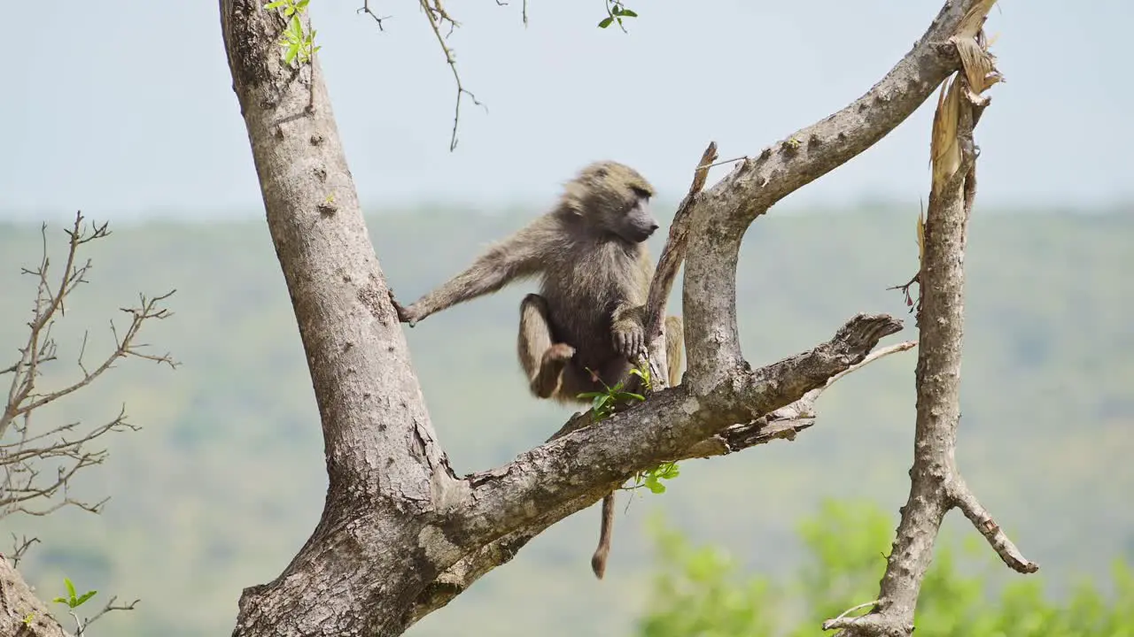 Baboon sitting on the branch of a tree in the Masai Mara North Conservancy natural habitat of African Wildlife in Maasai Mara National Reserve untouched by humans Kenya Africa Safari Animals