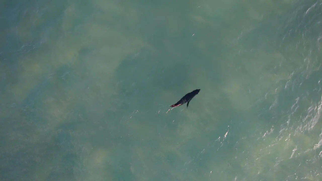 Seal Pup Swimming In Clear Blue Sea In Gold Coast Queensland Australia