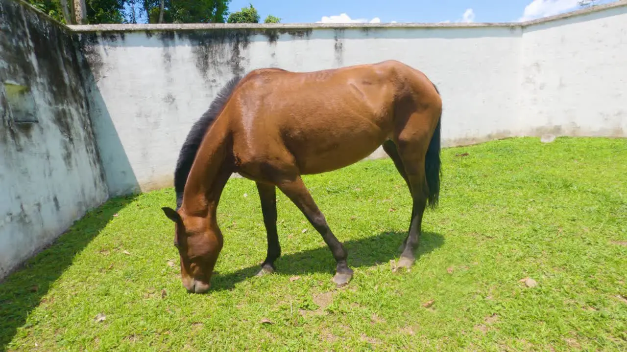 Brown horse chewing on grass and lowering its head to eat