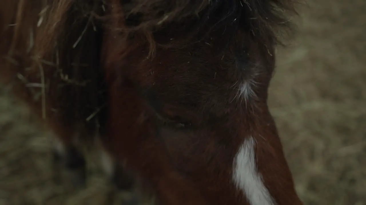 A Gentle Face Of Brown Horse With Messy Hair In A Farm Ranch In Coaticook Quebec Canada Closeup Slow Motion