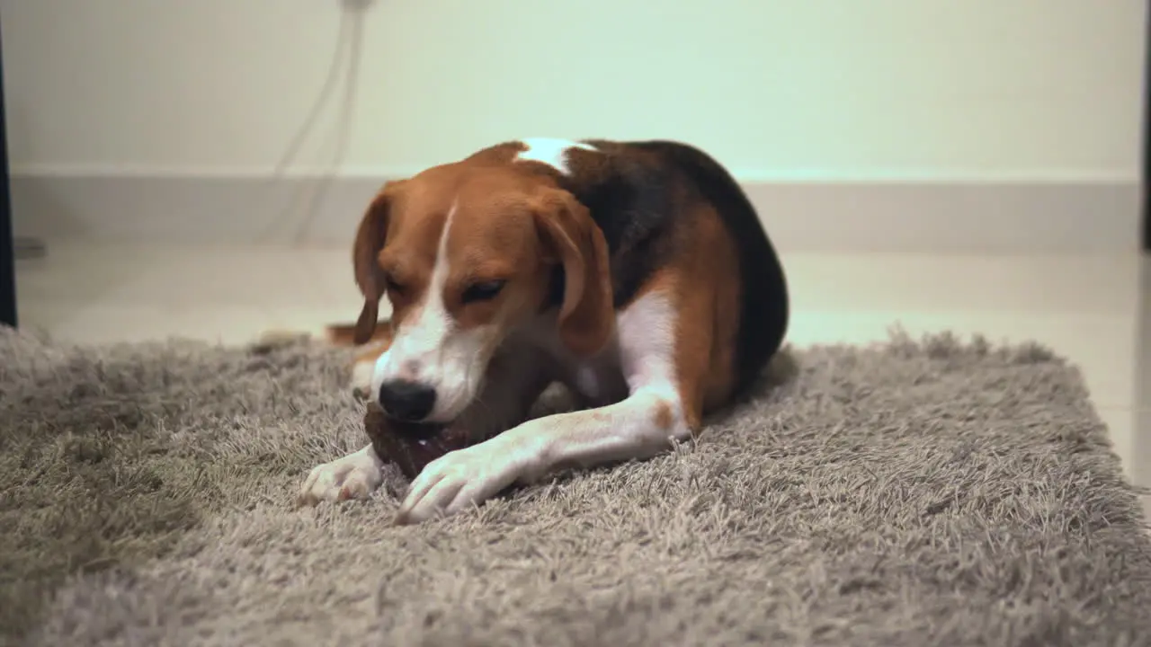 Beagle nibbling on a bone filled with treats