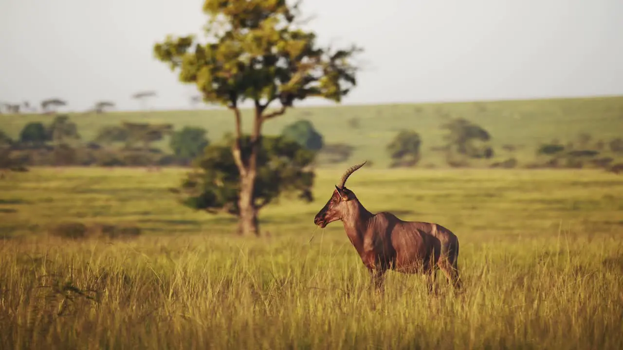 Topi standing in luscious green african savannah landscape surrounded by tall grass grassland Wildlife in Maasai Mara National Reserve Kenya Africa Safari Animals in Masai Mara North Conservancy