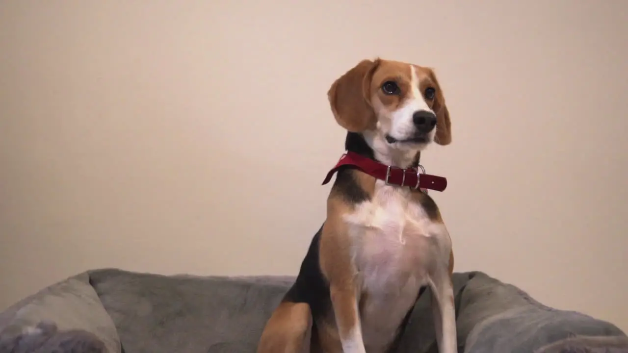 Slow motion of beagle chewing and receiving a treat