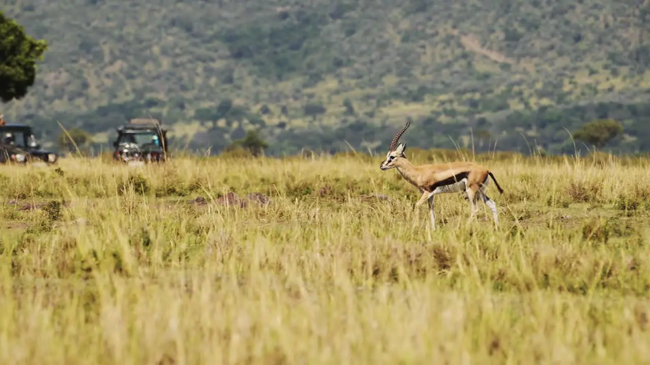 Slow Motion Shot of African Wildlife in Maasai Mara National Reserve Kenya Africa Safari Animals in Masai Mara North Conservancy Gazelle walking through beautiful green scenery