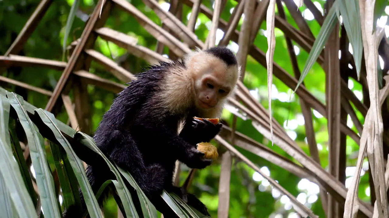 The capuchin monkeys New World monkey of the subfamily Cebinae living in the green jungle of costa rica Central America