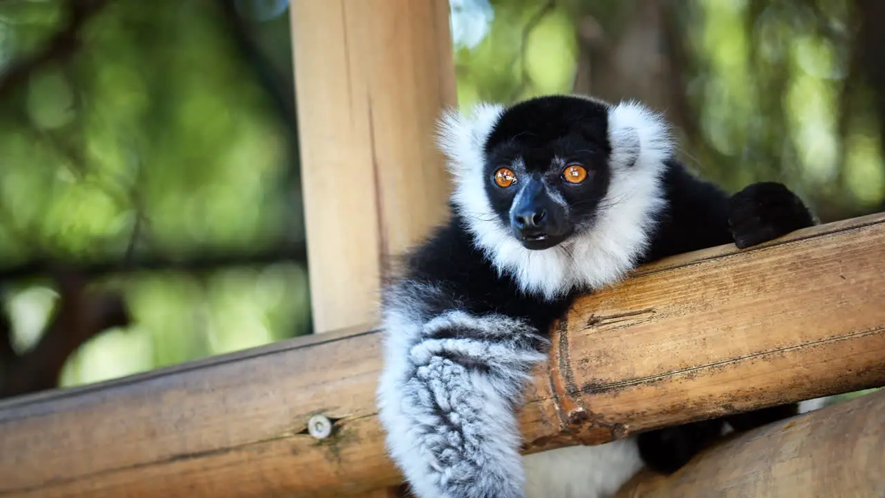 Close Up Portrait of Wild Striped White Black Lemur Monkey Looking In Camera on Top of Tree