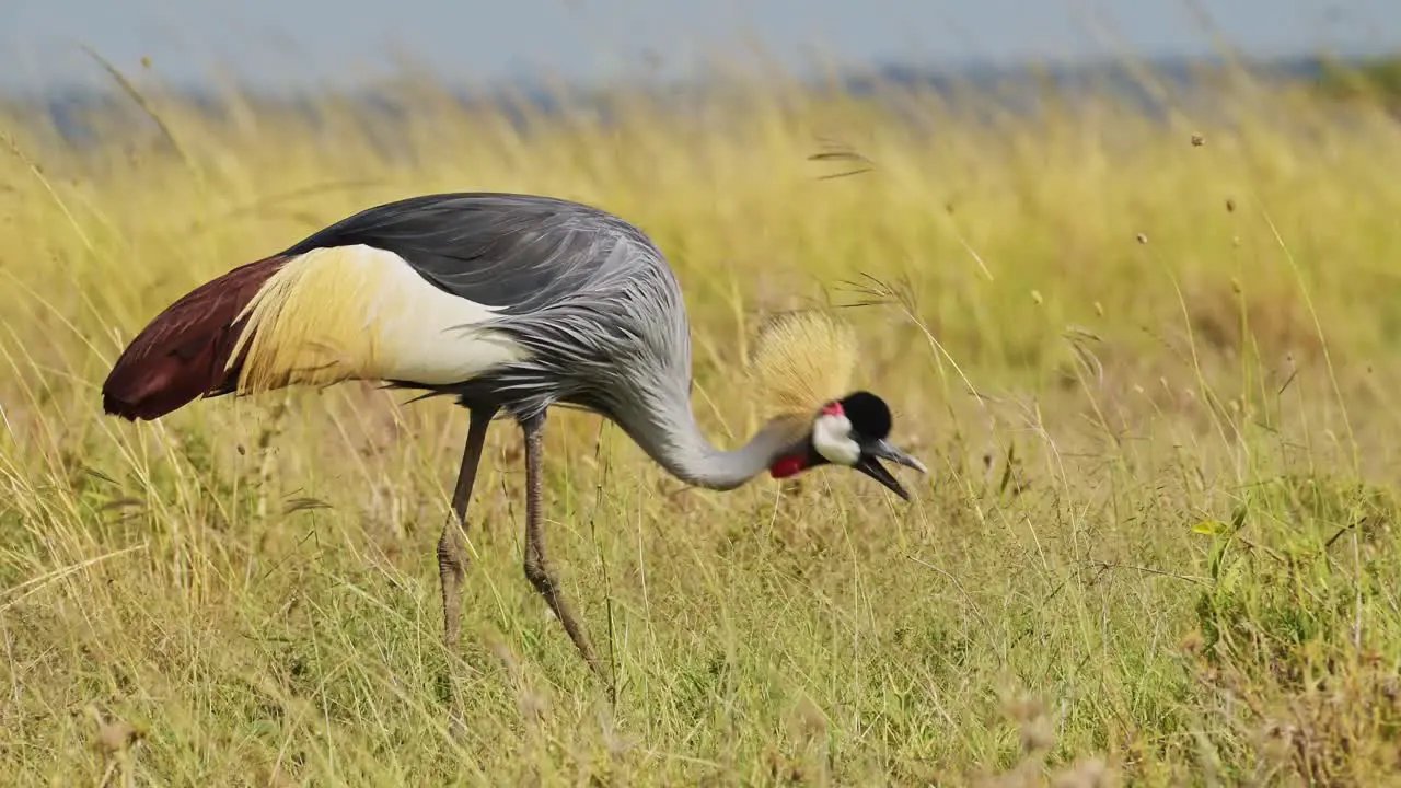 Grey Crowned Cranes walking and feeding on the grasses of the dry savannah savanna in grazing in Maasai Mara National Reserve Kenya Africa Safari Animals in Masai Mara North Conservancy