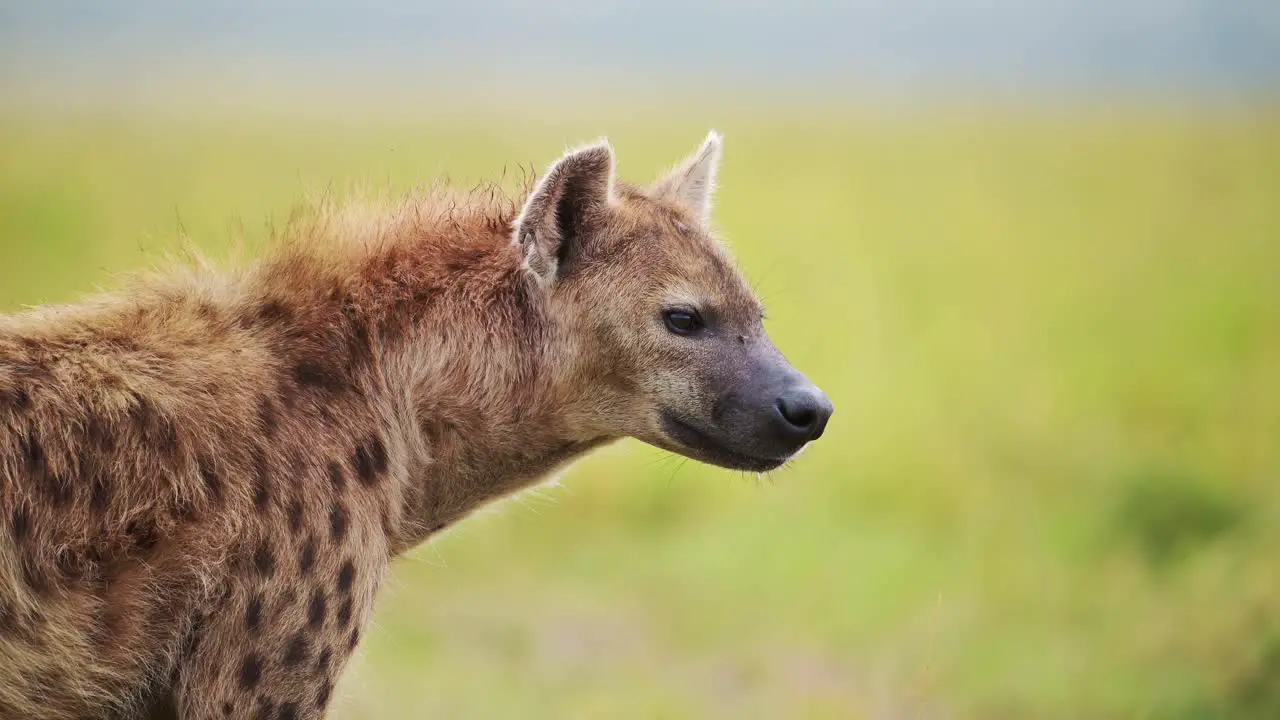 Hyena Close Up Detail Portrait of Face and Head Kenya Wildlife Safari Animals in Africa in Masai Mara National Reserve African Masai Mara Kenyan Nature Shot